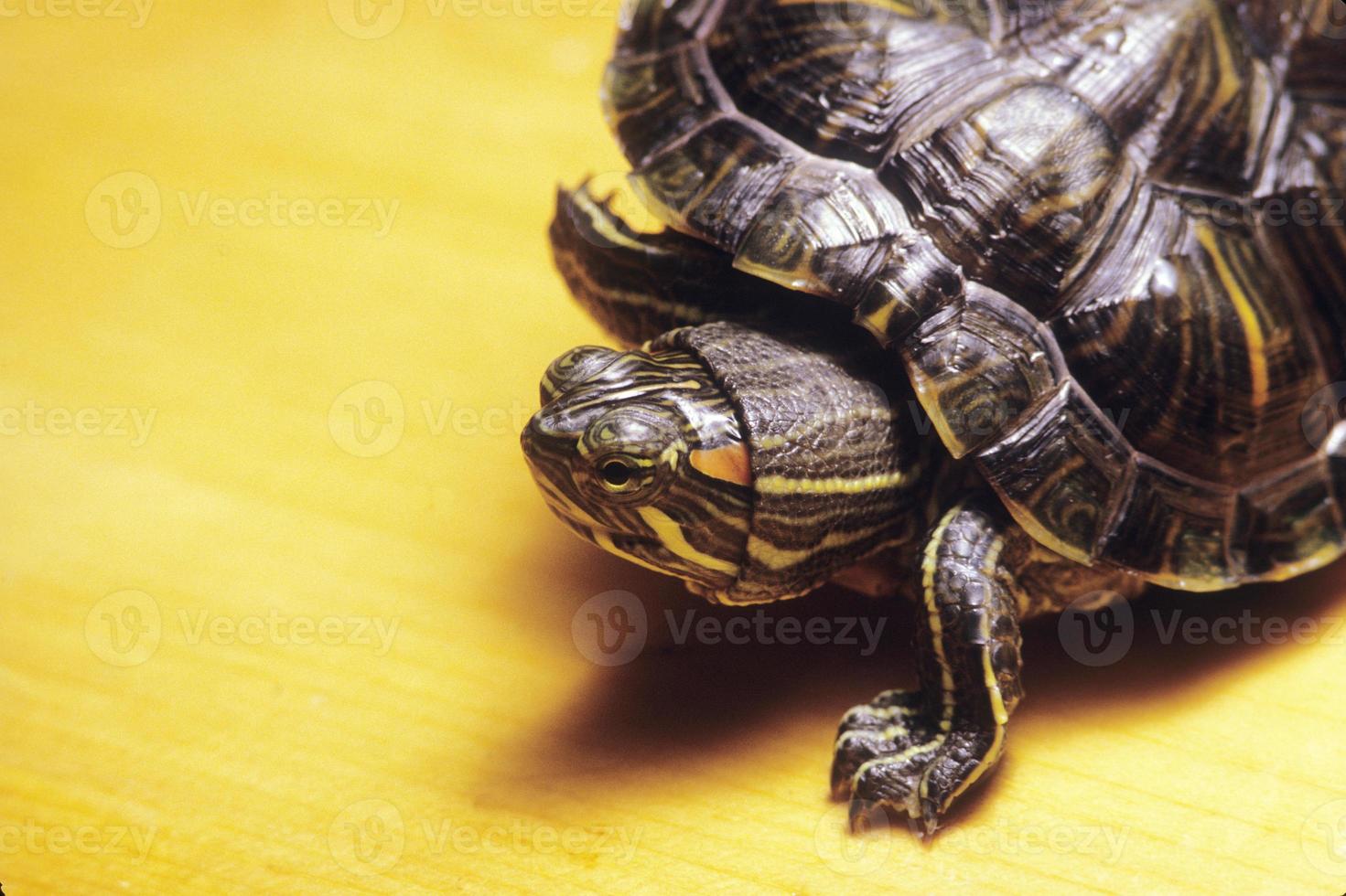 Morocoy turtle photo