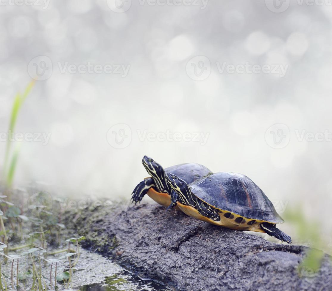 tortugas cooter de la florida foto
