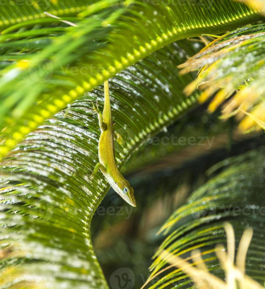 common salamander in the palm tree photo