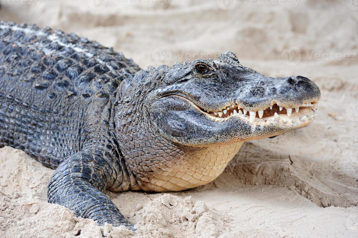 Alligator closeup on sand photo