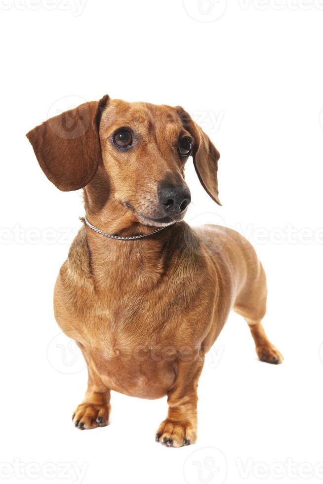 dachshund in studio photo