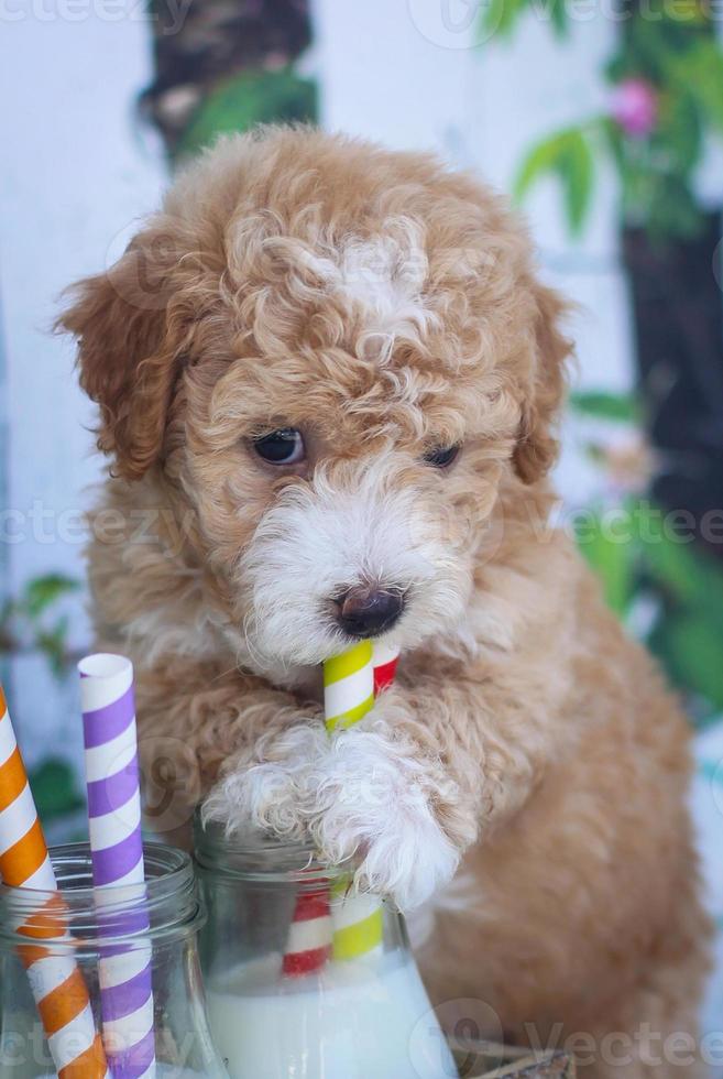 Puppy drinking milk from a straw photo