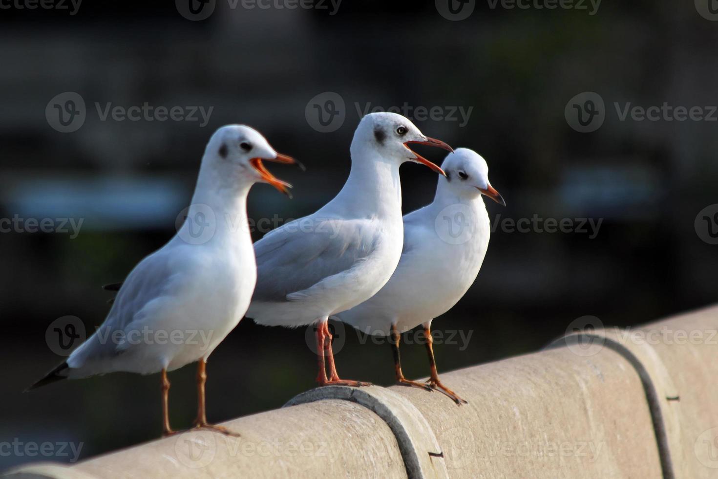 seagull photo