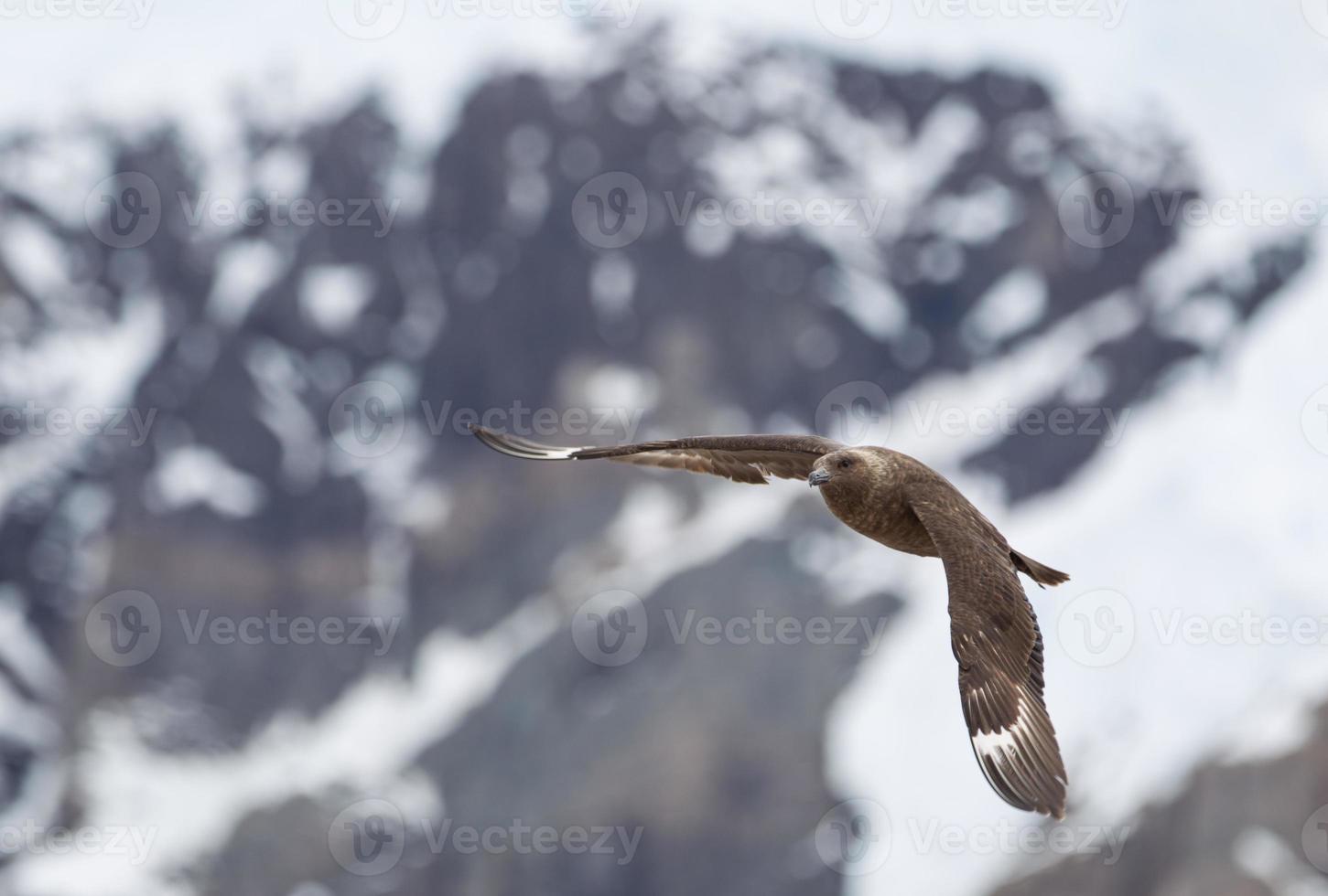 Skua volando en la Antártida foto