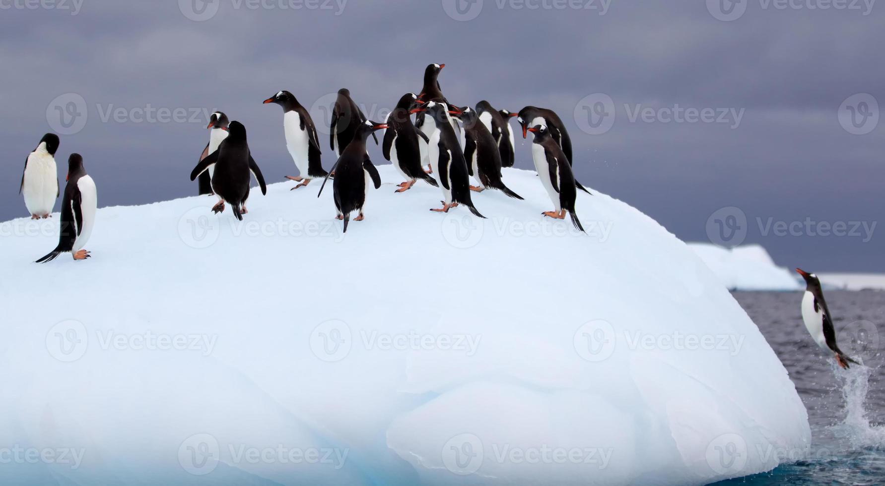 saltando pingüinos gentoo en iceberg foto