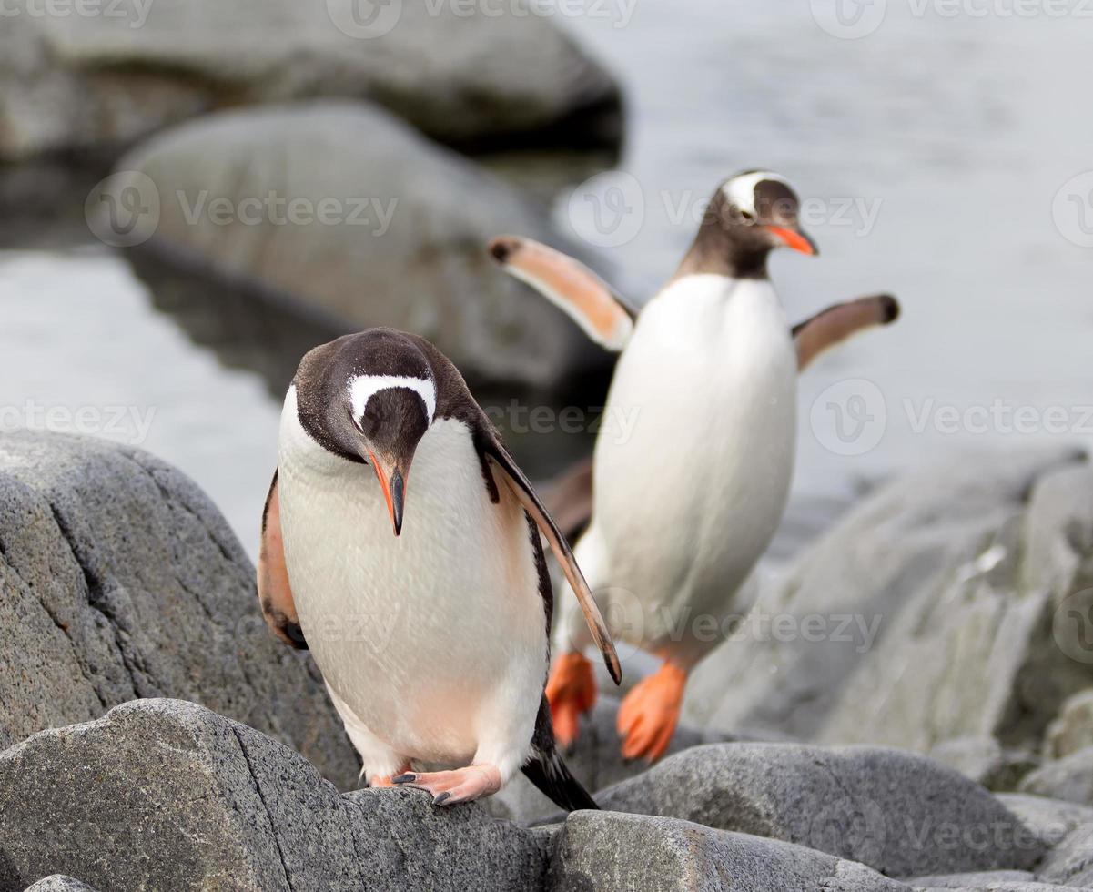 saltando pingüinos gentoo foto