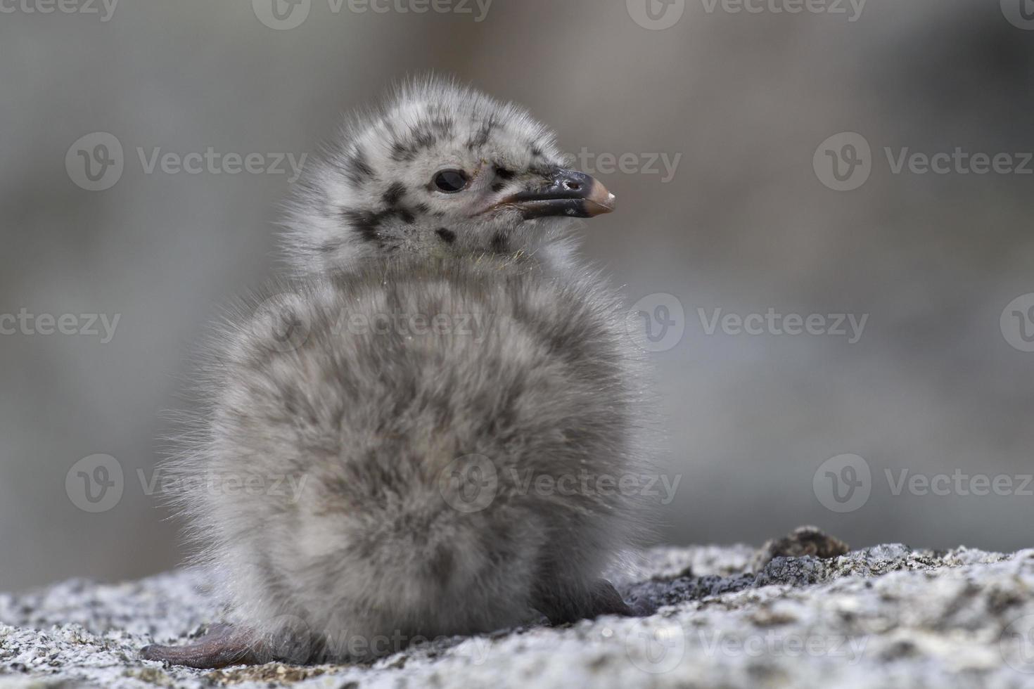 Dominican gull chick sitting on the rocks of the Antarctic photo