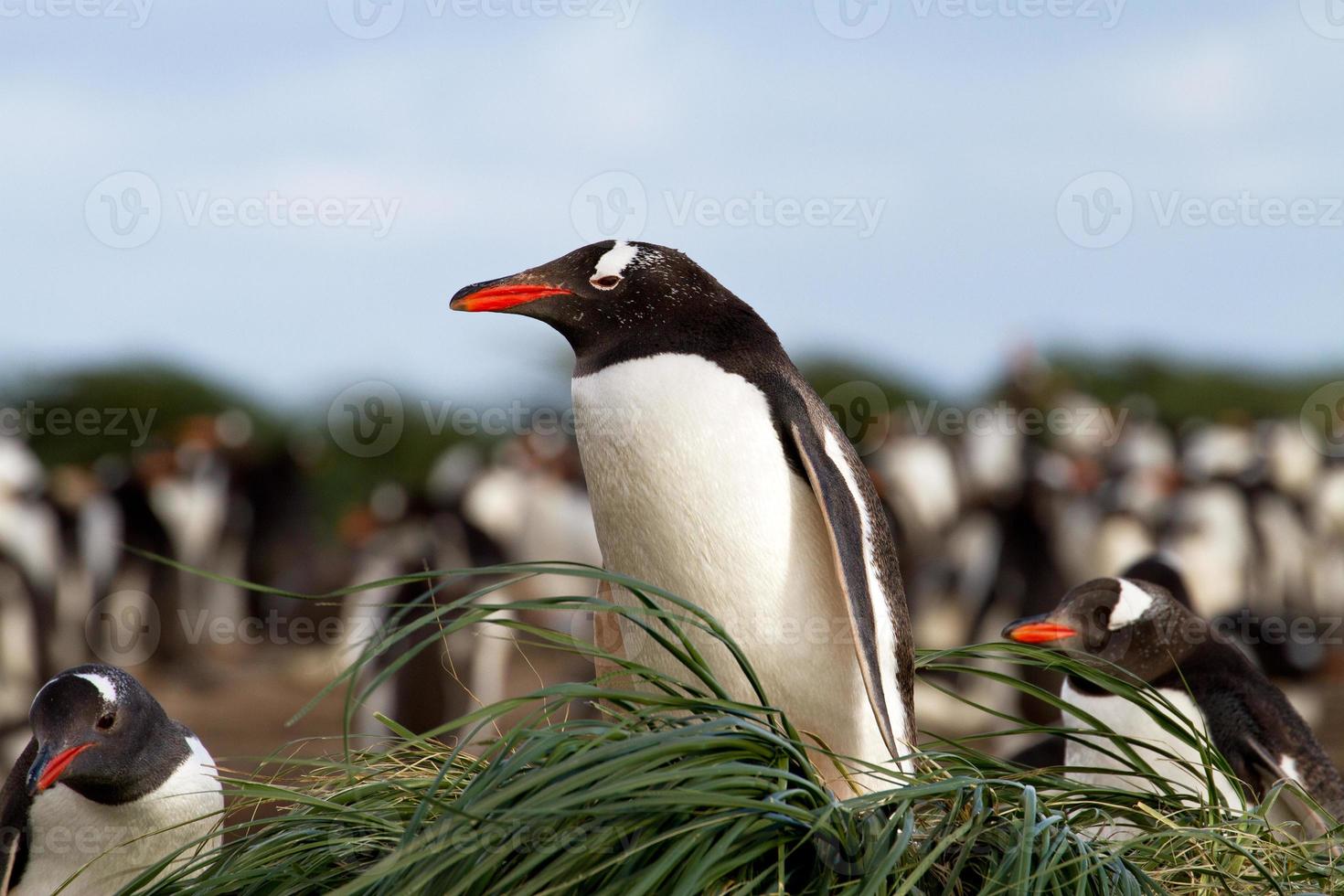 pingüino gentoo está sentado en su nido foto