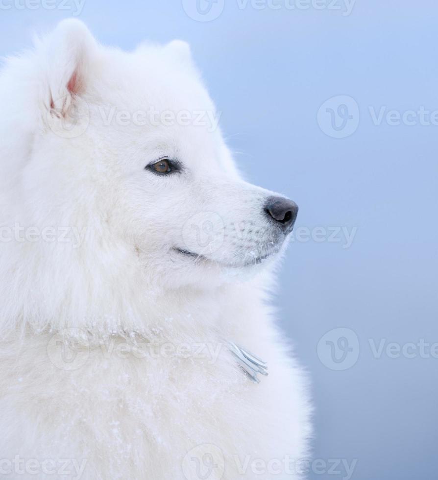 samoyed dog photo
