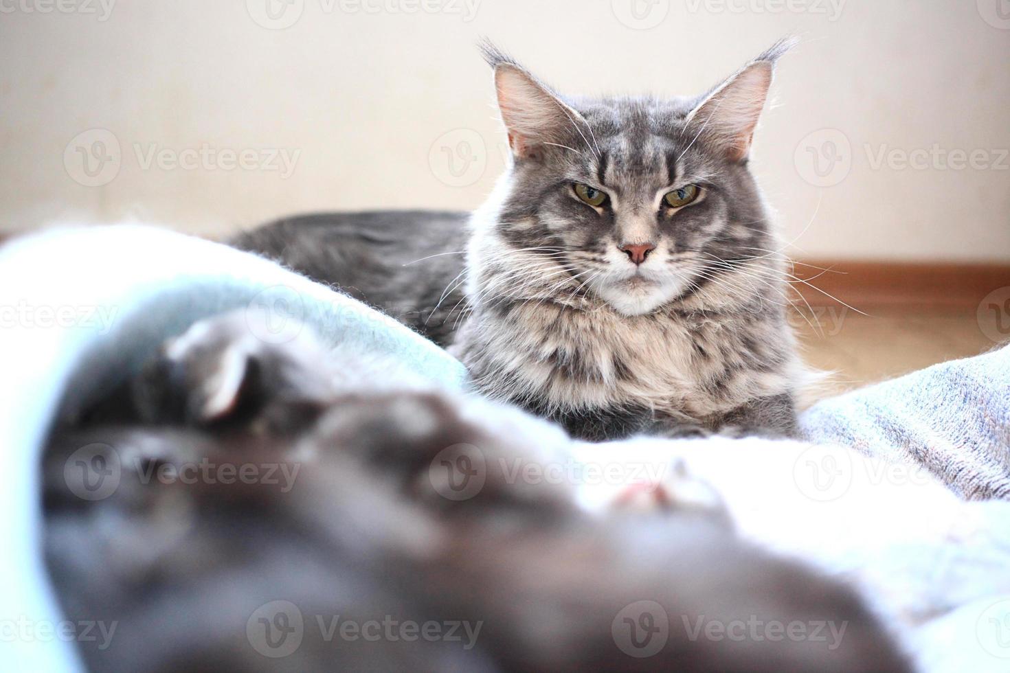 blue maine coon cat lying on the floor photo