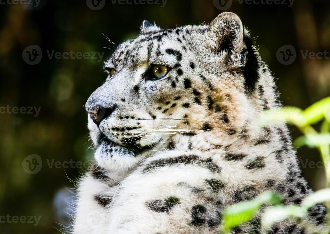snow leopard photo