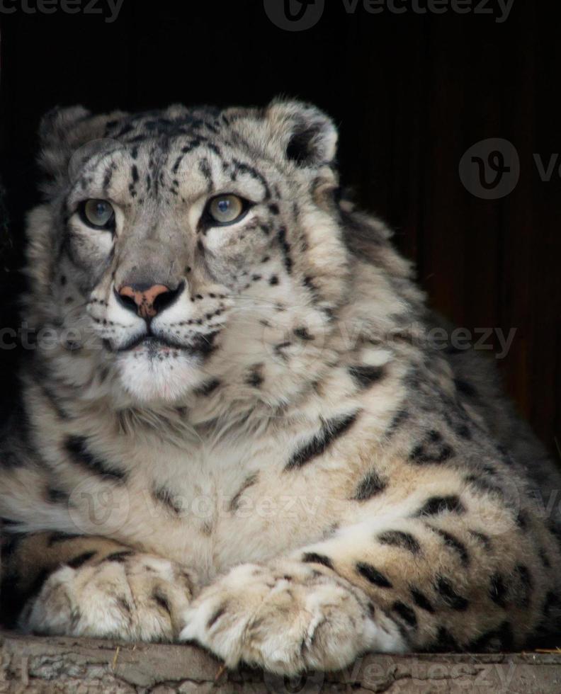 IRBIS or snow leopard photo