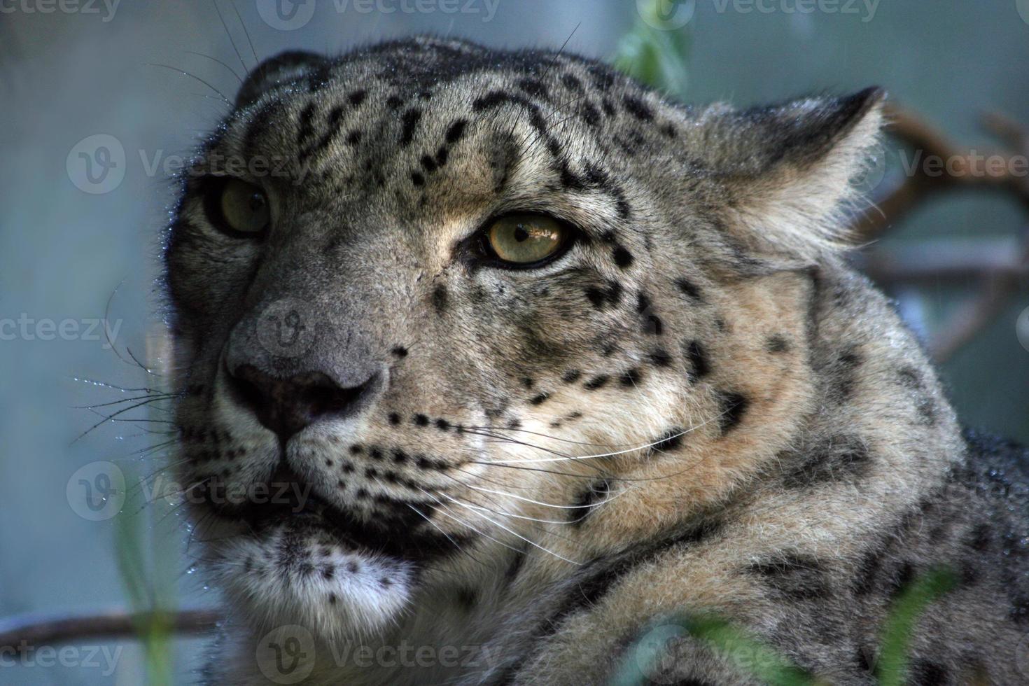 cara de leopardo de las nieves foto