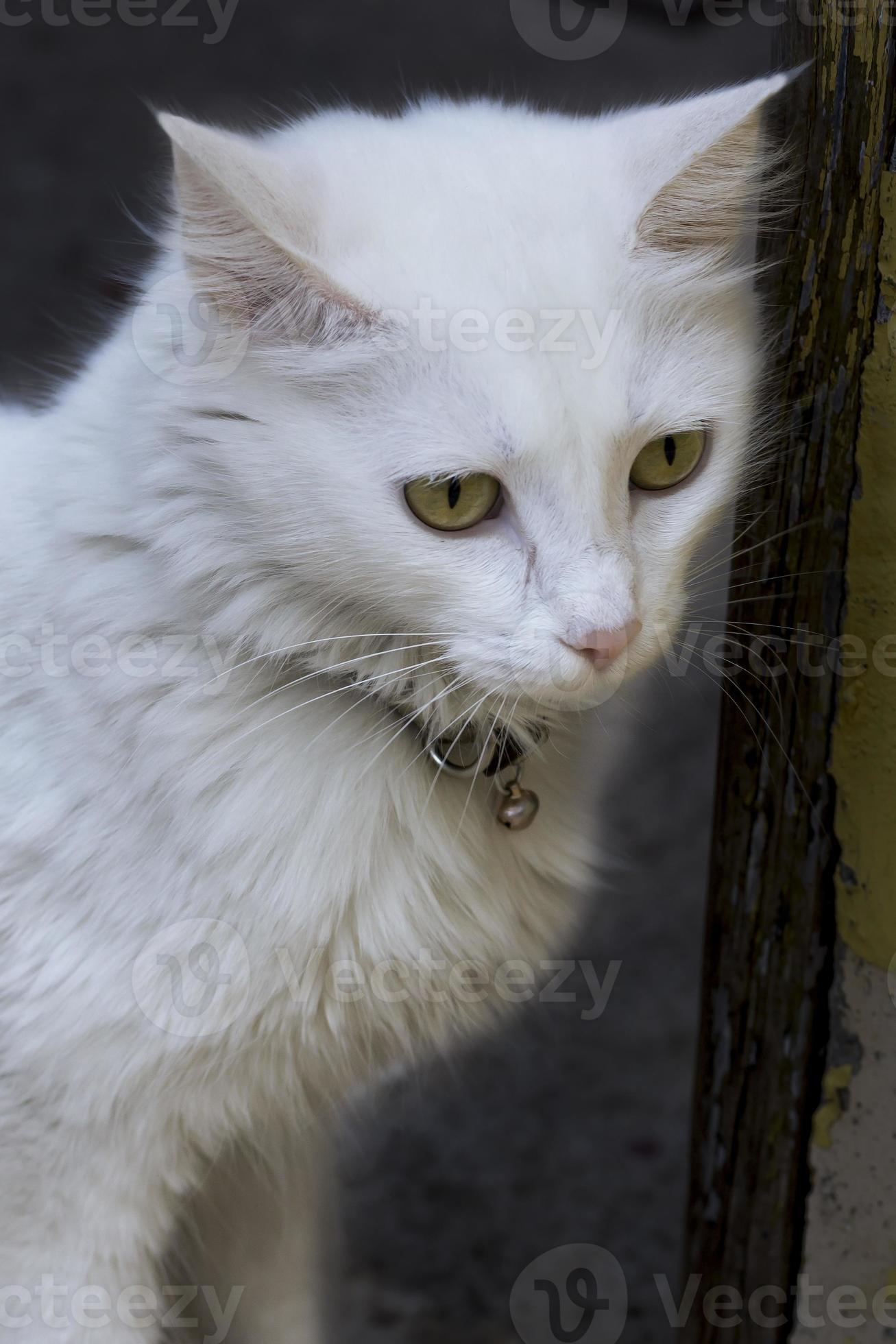 gato doméstico, blanco, gatito, objeto único, relajación foto