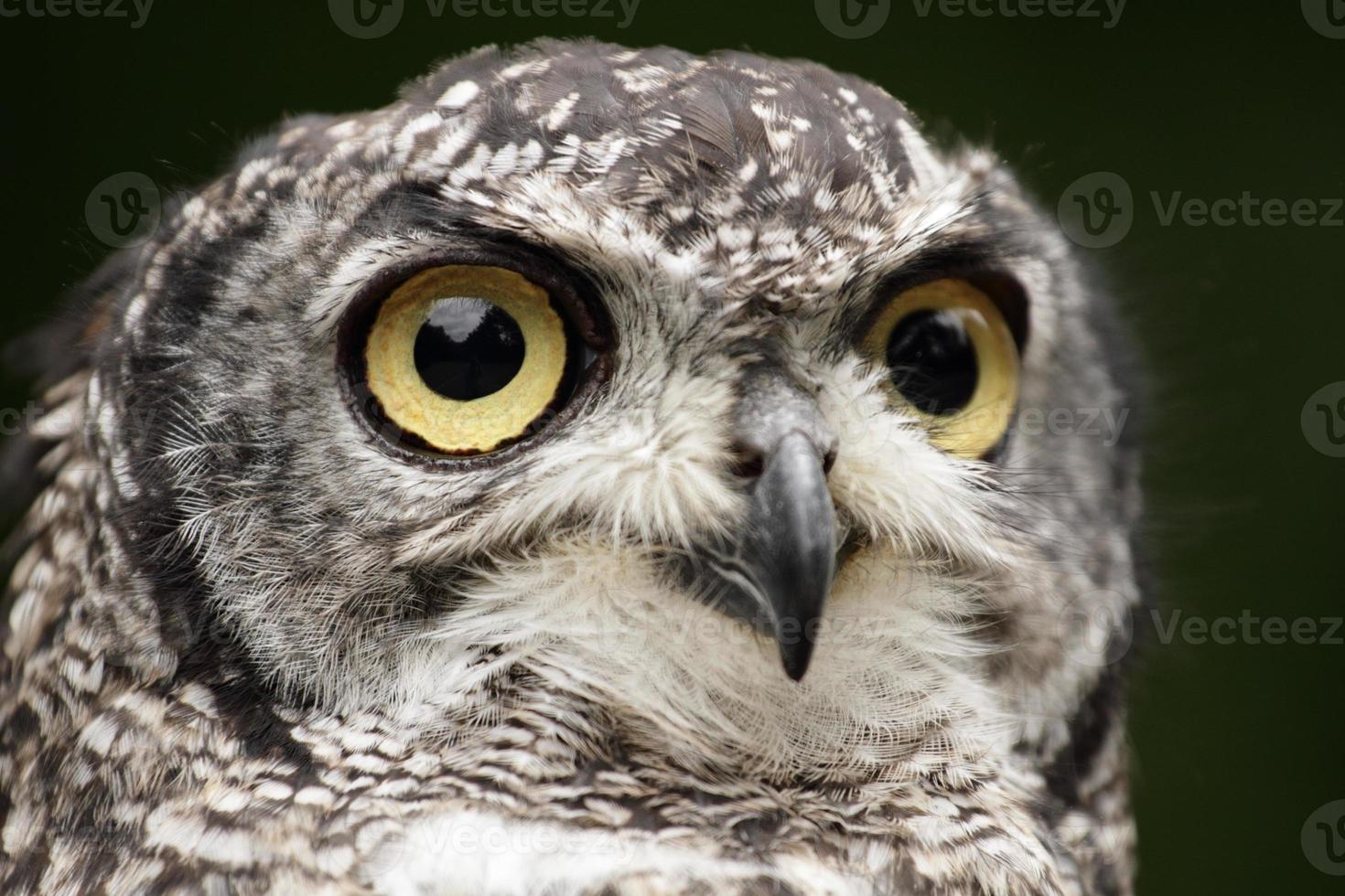 Spotted Eagle Owl. photo