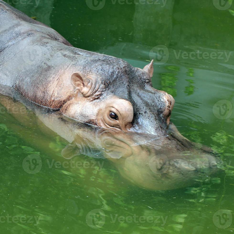 hippopotamus photo
