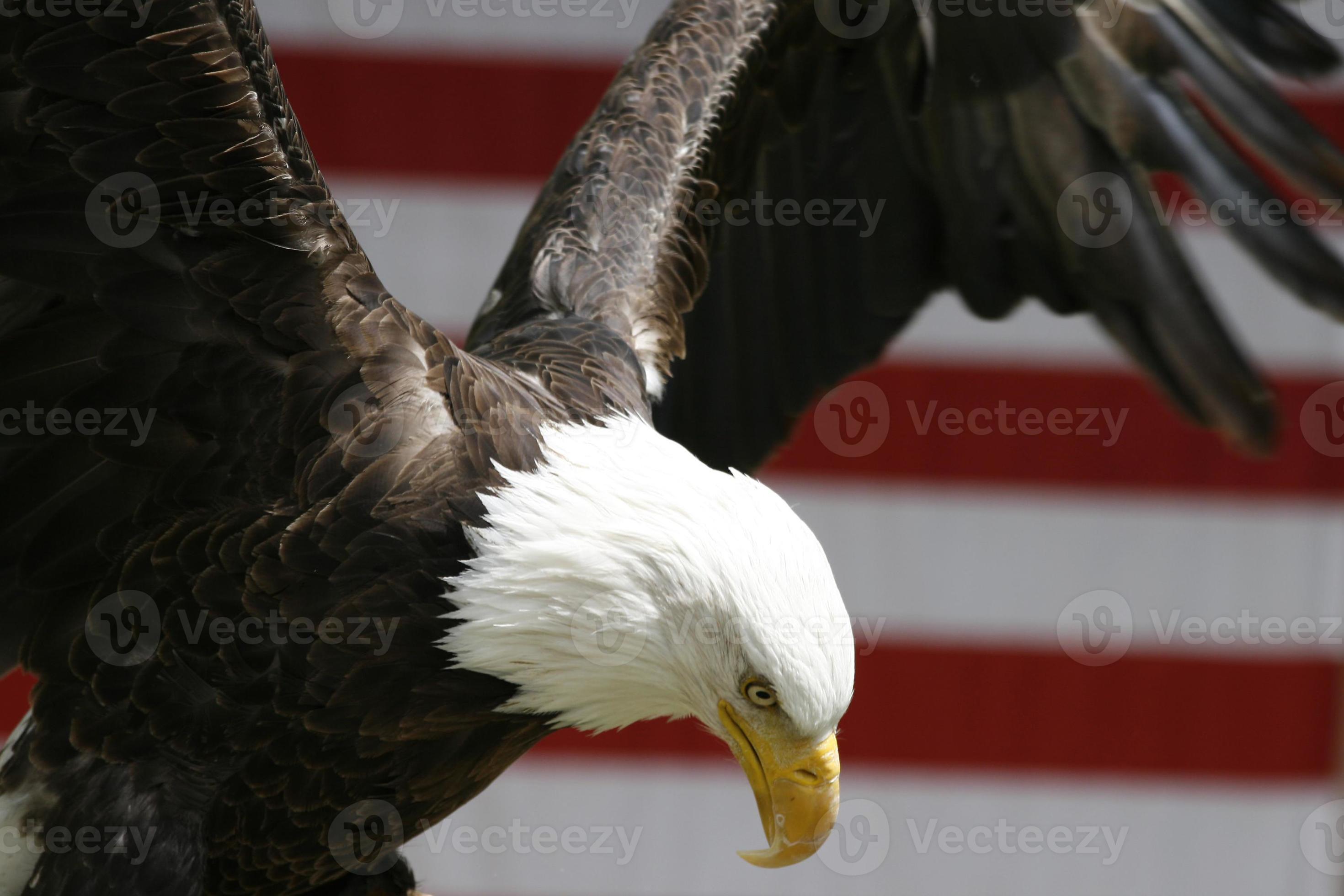 águila con alas extendidas 729924 Foto de stock en Vecteezy