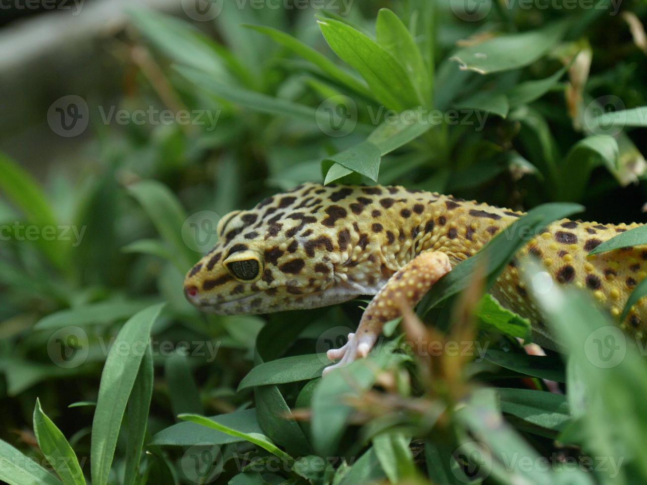 gecko leopardo foto