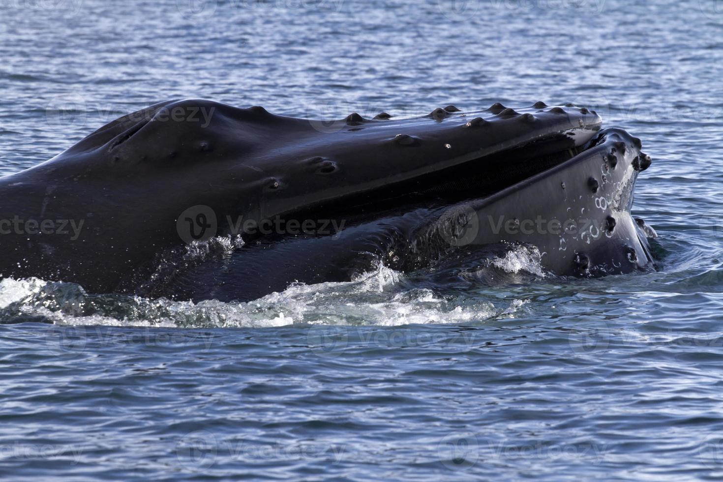 cabeza de ballena jorobada frente a la costa de la antártida 1 foto