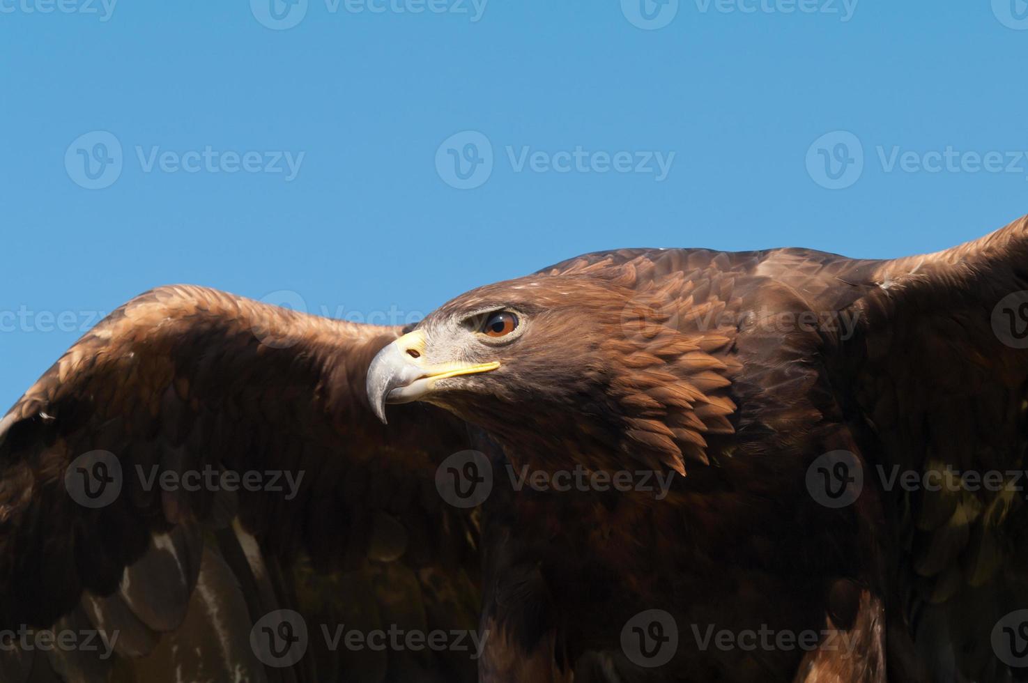 Golden Eagle close-up photo