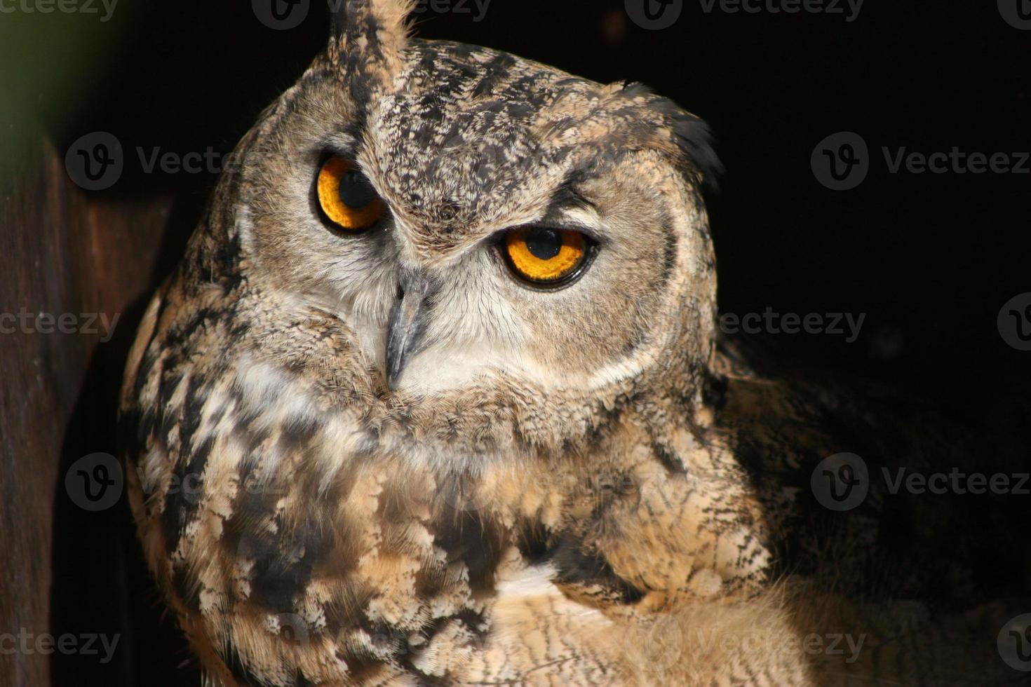 Eurasian Eagle-Owl photo