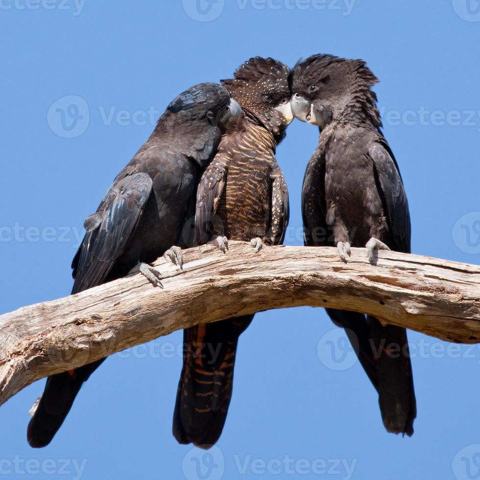 Red-tailed Black-Cockatoo,Calyptorhynchus banksii, Family photo