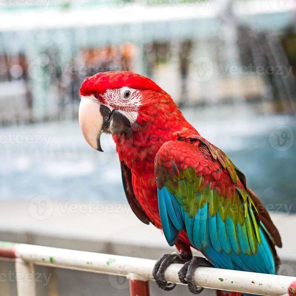 Macaw parrot photo