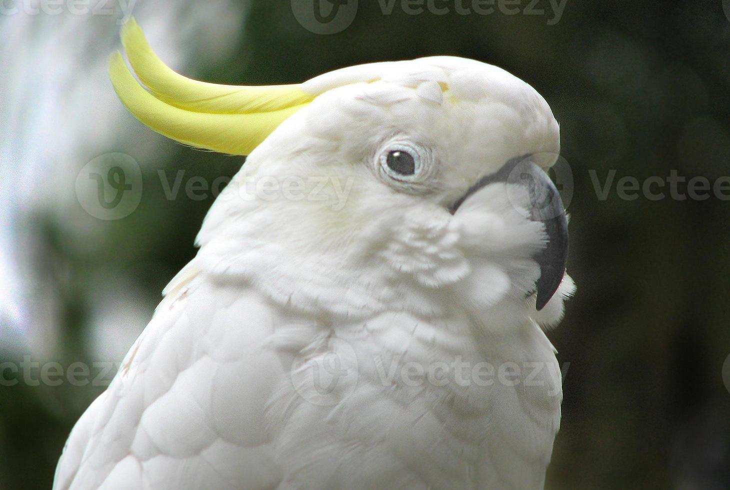 Sulphur-Crested Cockatoo photo