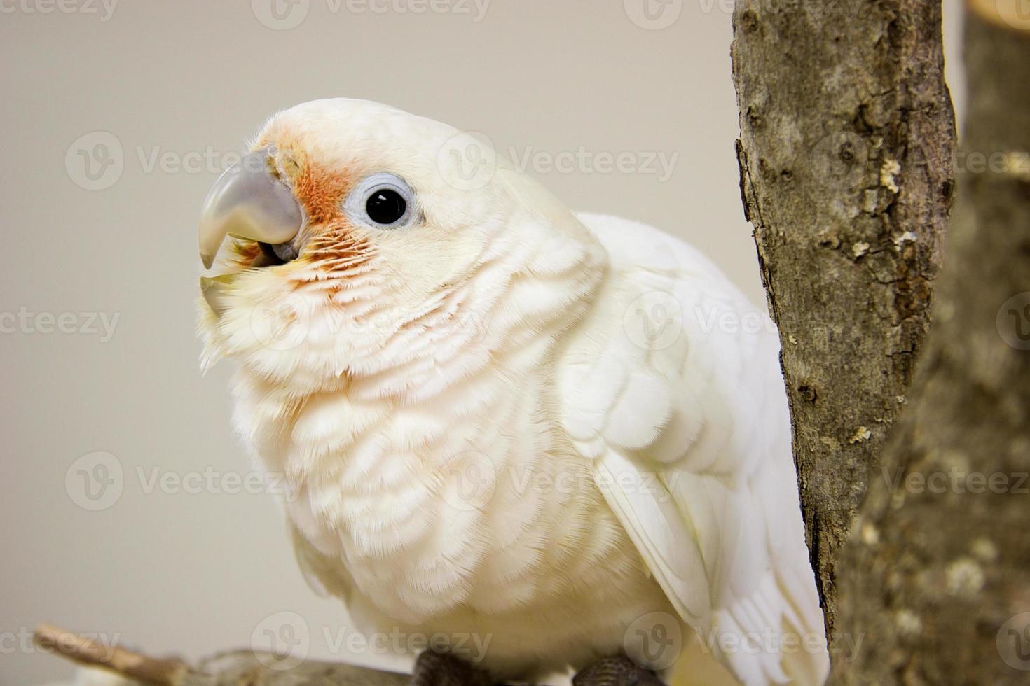 Young Goffin Cockatoo photo