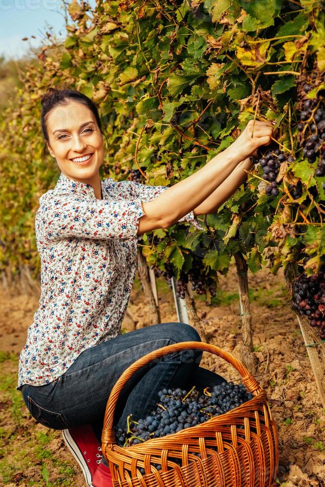 mujer joven que cosecha la uva foto