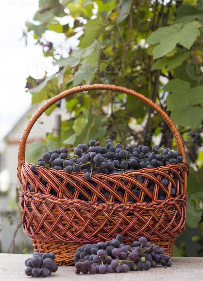 cestas con uvas naturales foto