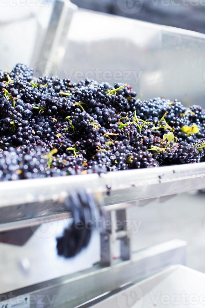 Grapes going into stemmer-crusher machine photo