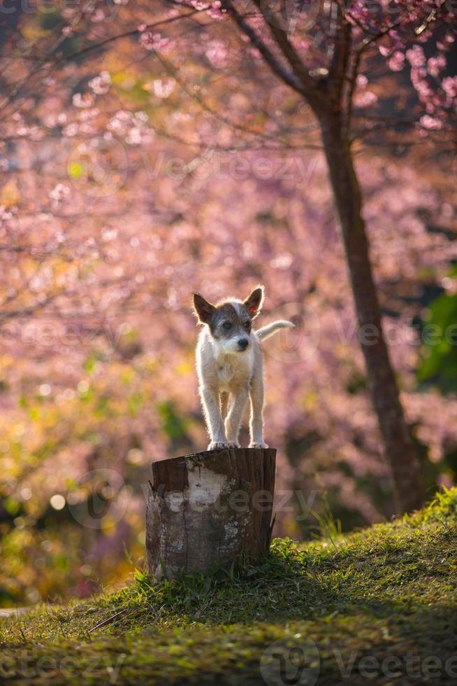 el perrito y la flor de cerezo rosa foto