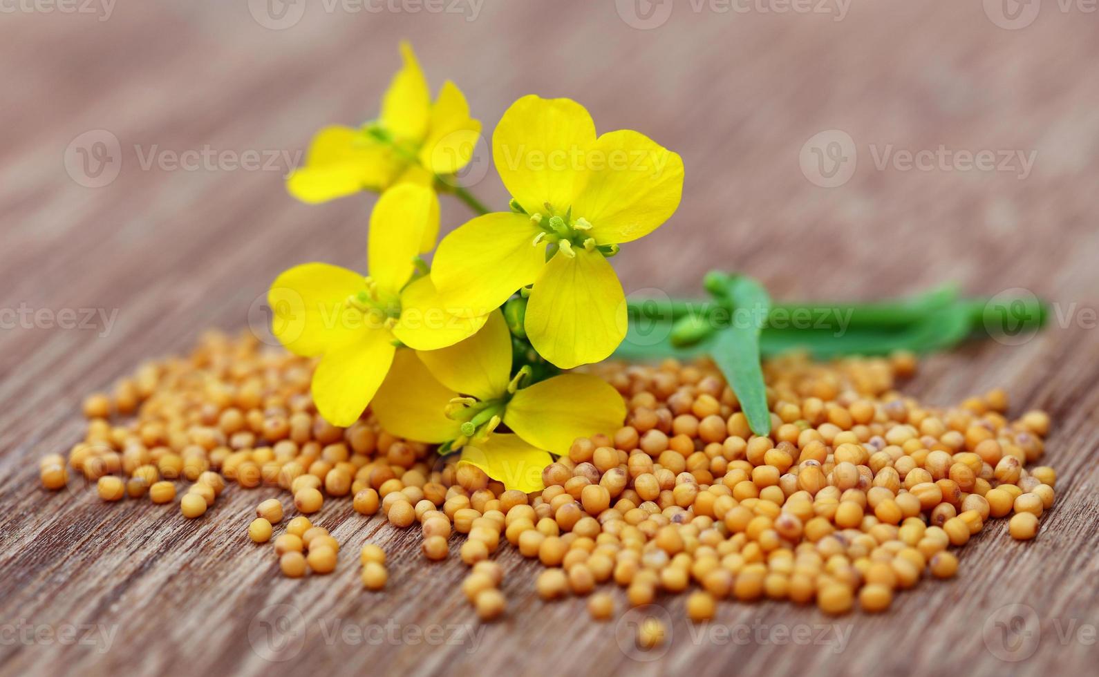 Mustard flowers with seeds 734553 Stock Photo at Vecteezy