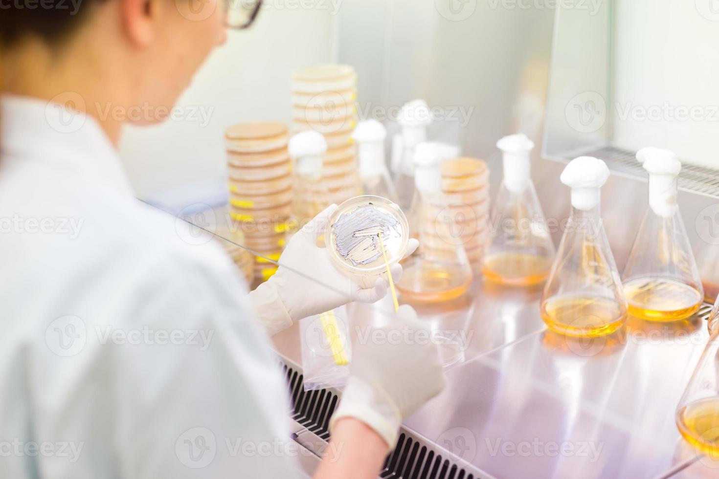 Investigador de ciencias de la vida injertando bacterias. foto