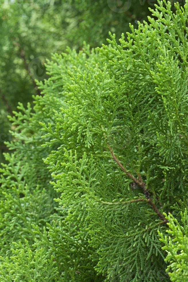 Cypress tree 739200 Stock Photo at Vecteezy