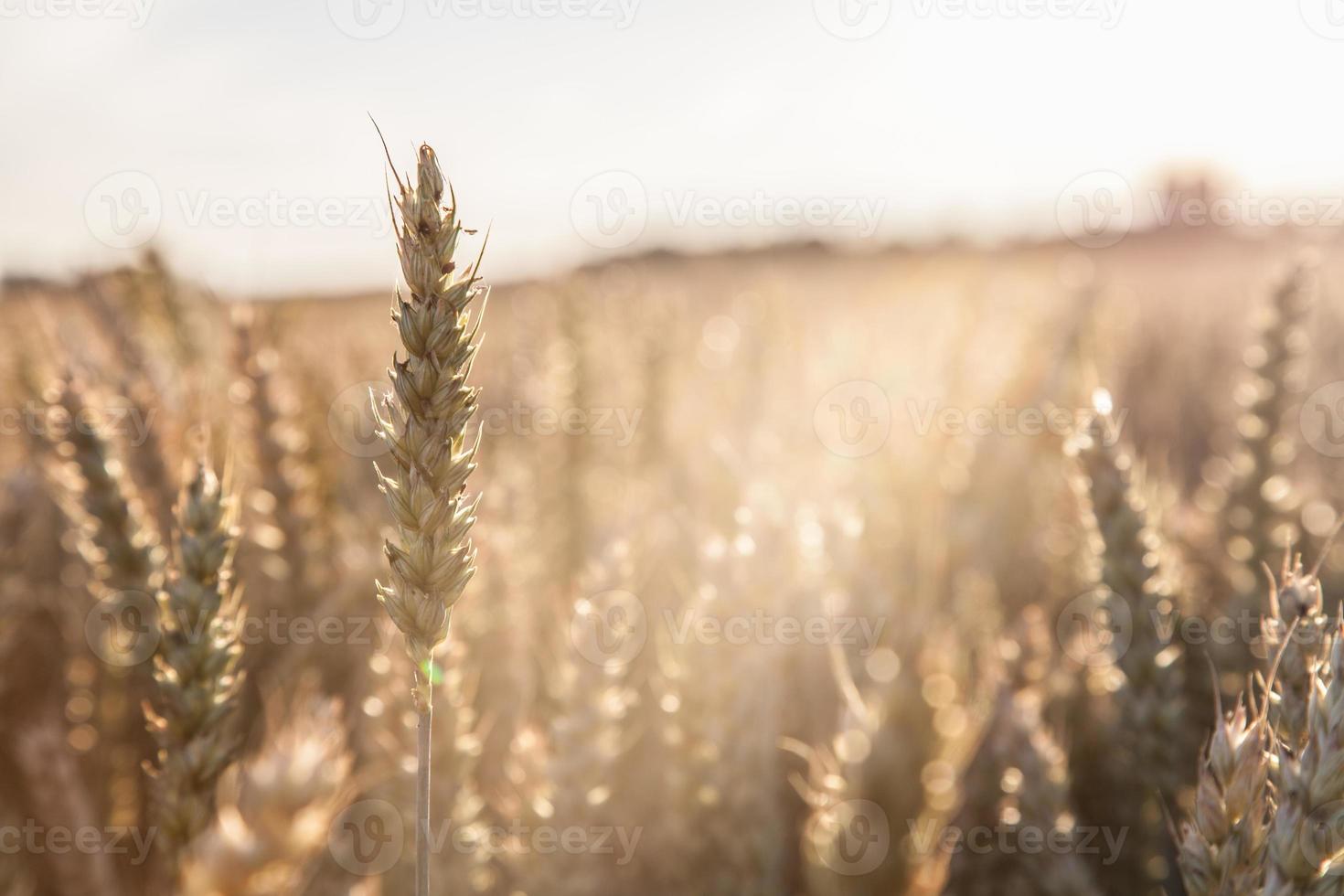 Wheat crop photo