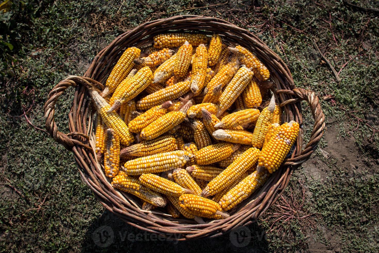 cesta llena de mazorcas de maíz foto