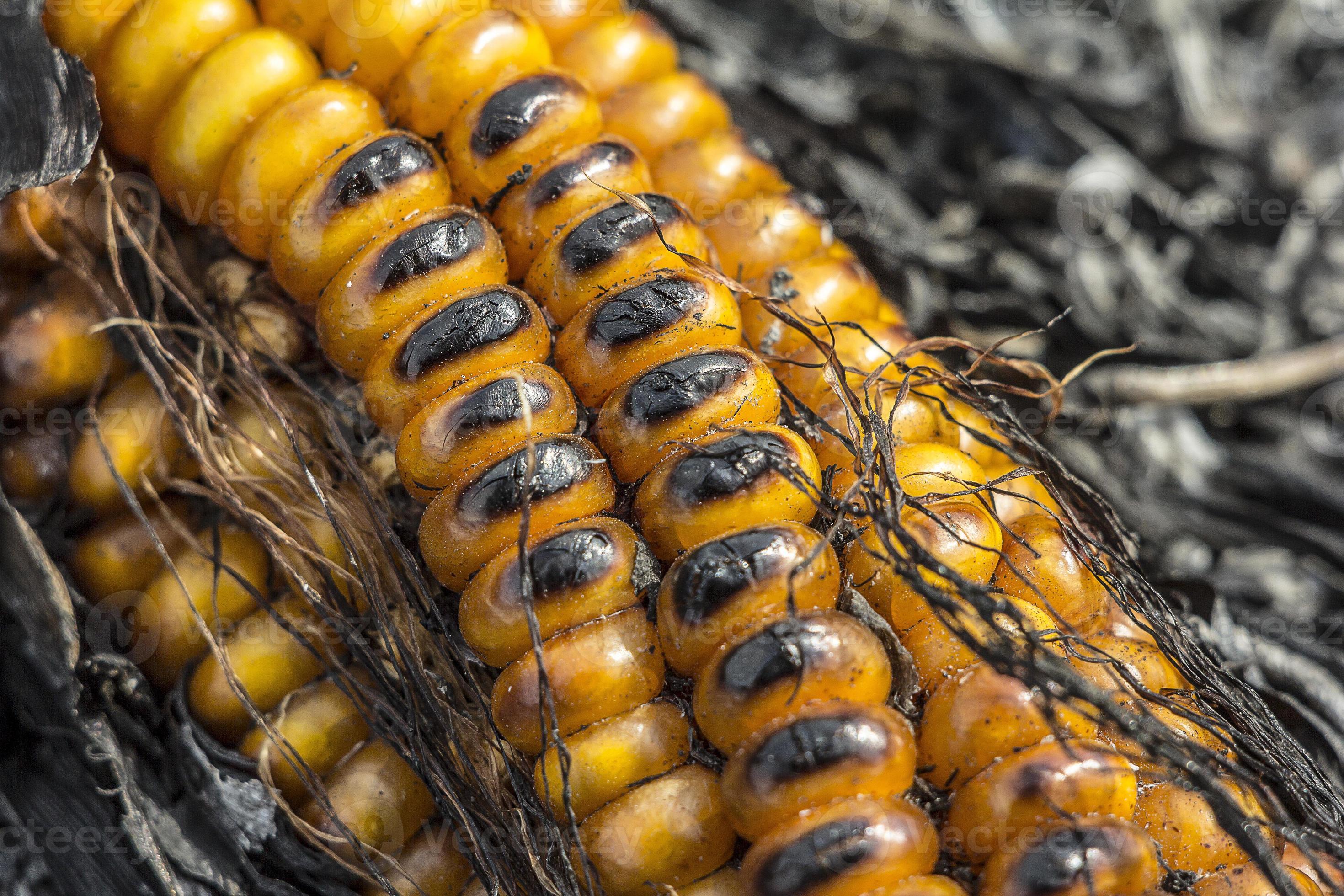 burnt corn 739596 Stock Photo at Vecteezy