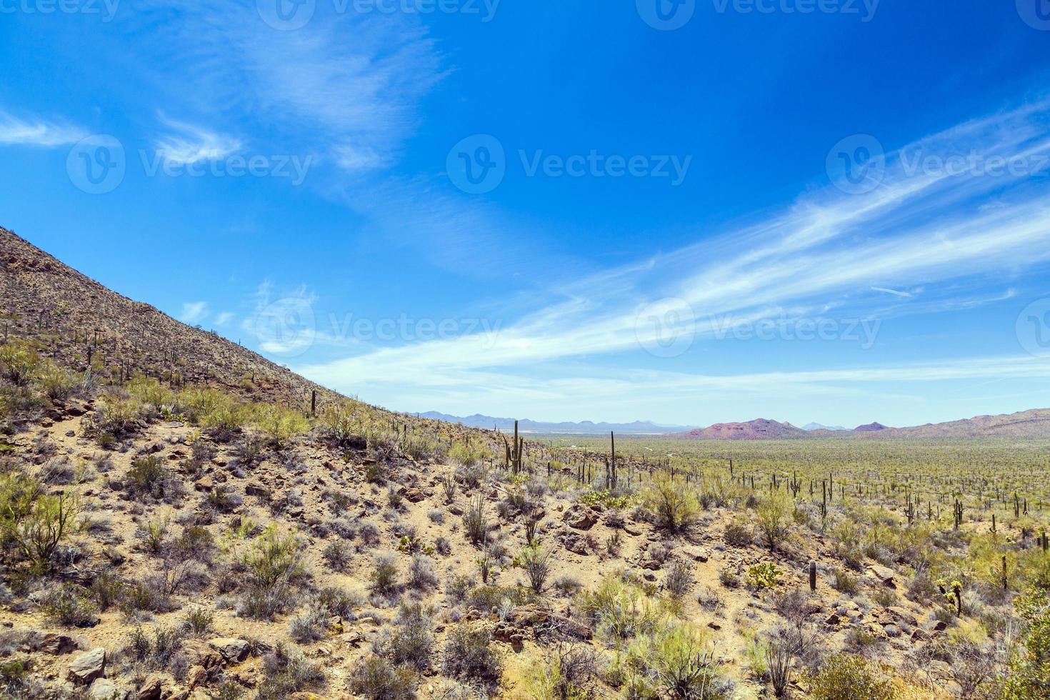 beautiful mountain desert landscape with cacti photo