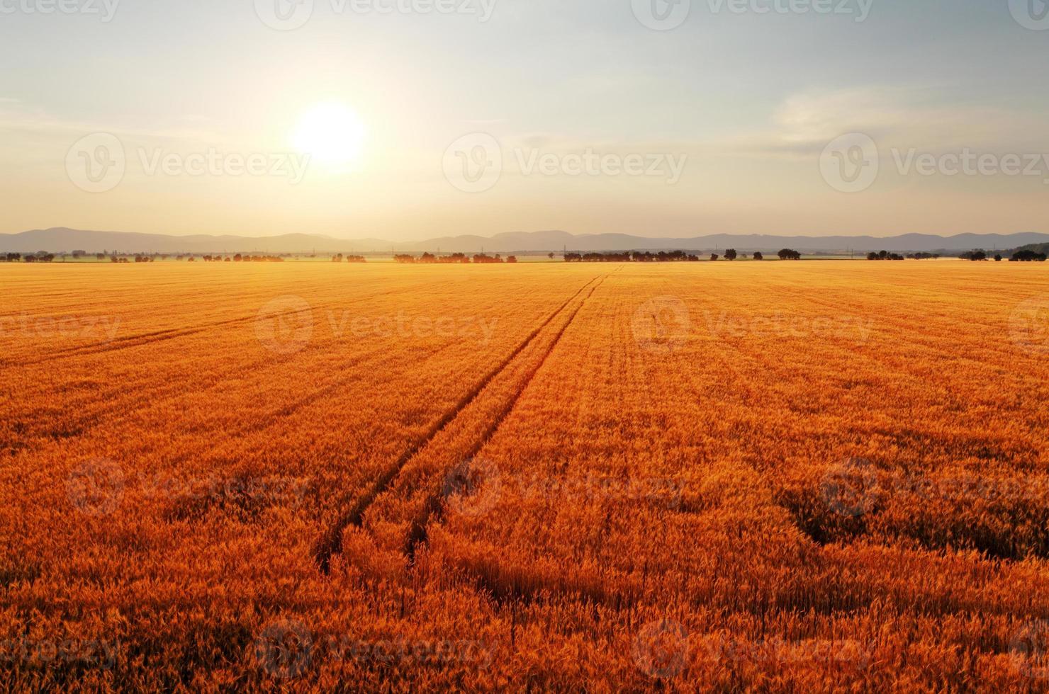 Rural landscape at dawn with the sun over the fields. photo