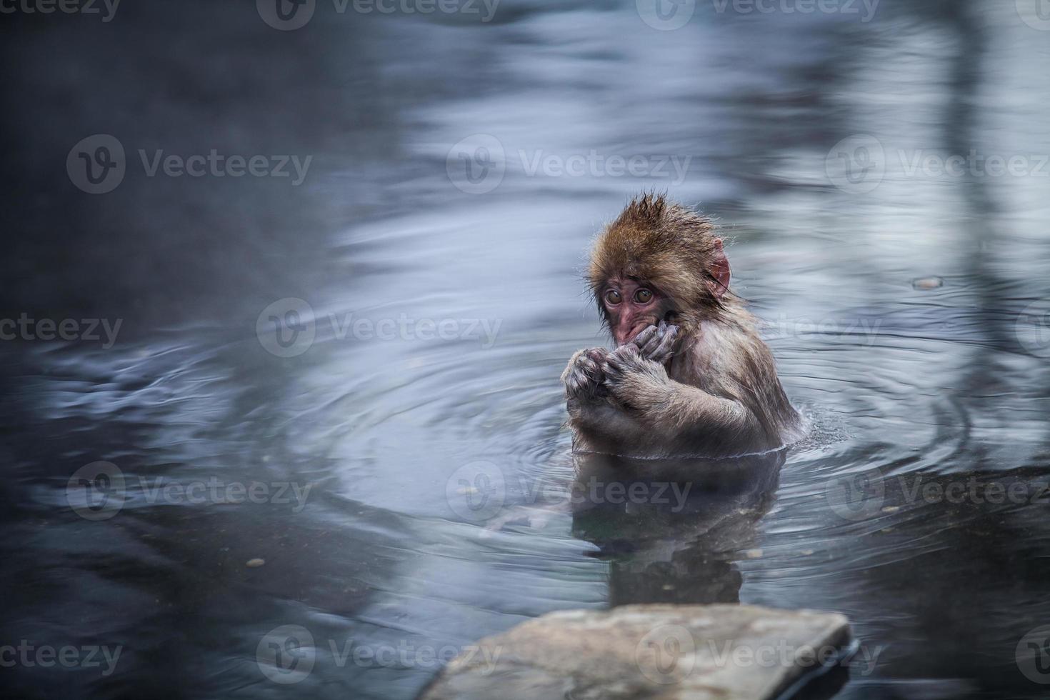 Japanese snow monkey in hot springs. photo