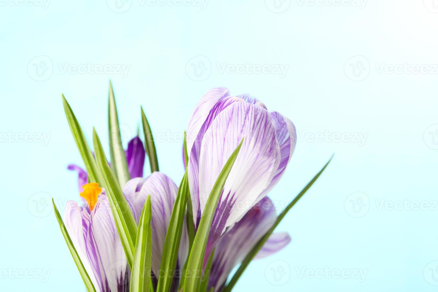 flor de primavera foto