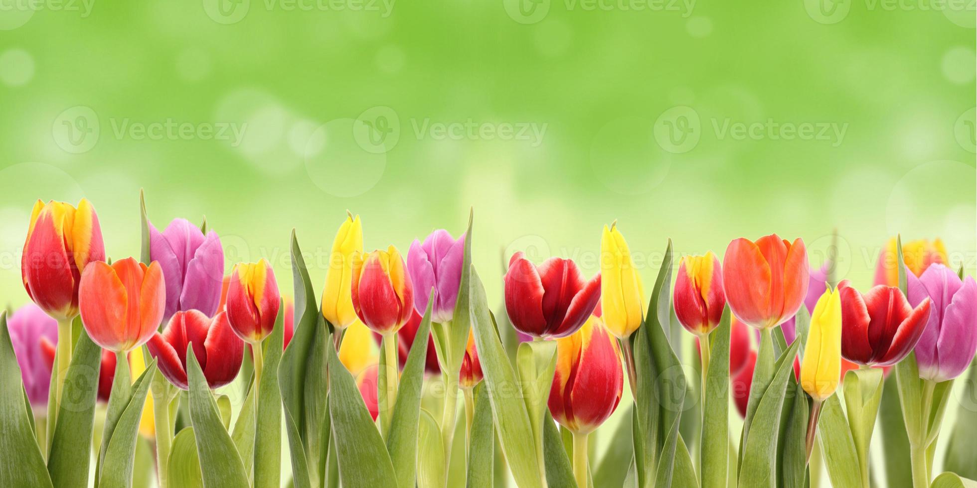 Spring background photo