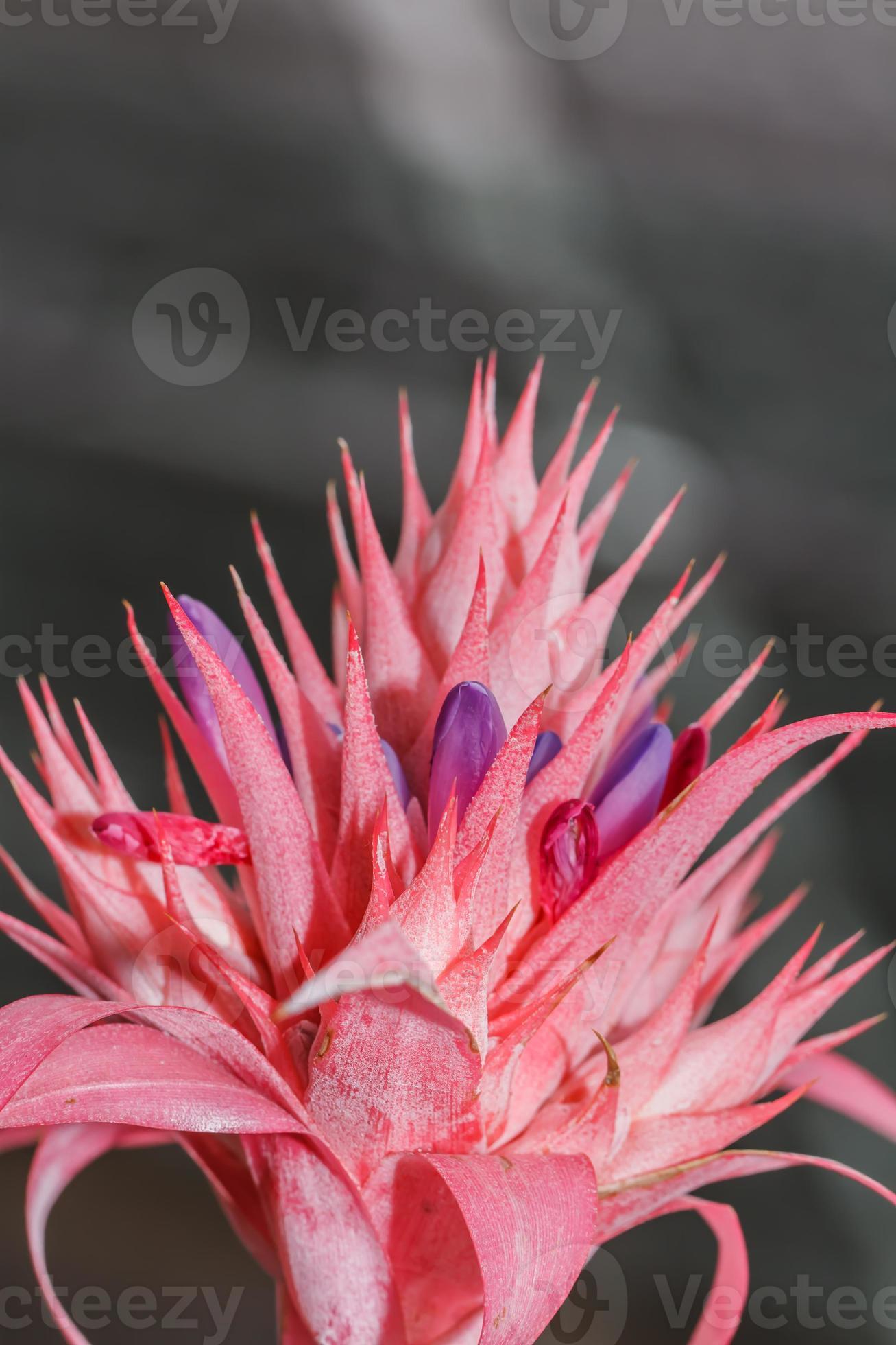 pineapple flowers 741568 Stock Photo at Vecteezy