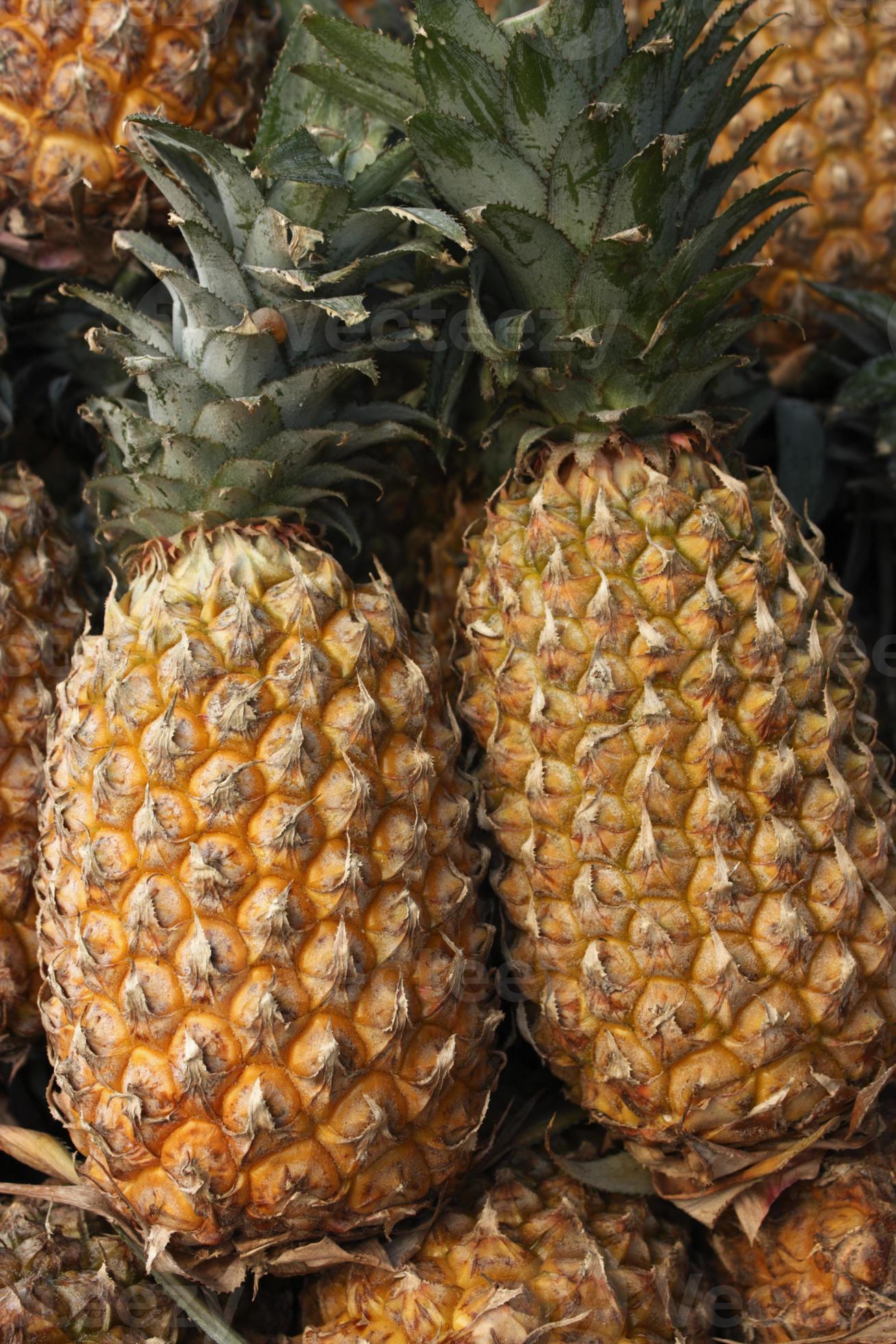 Pineapple(Ananas )is the common name for an edible tropical plan 741617