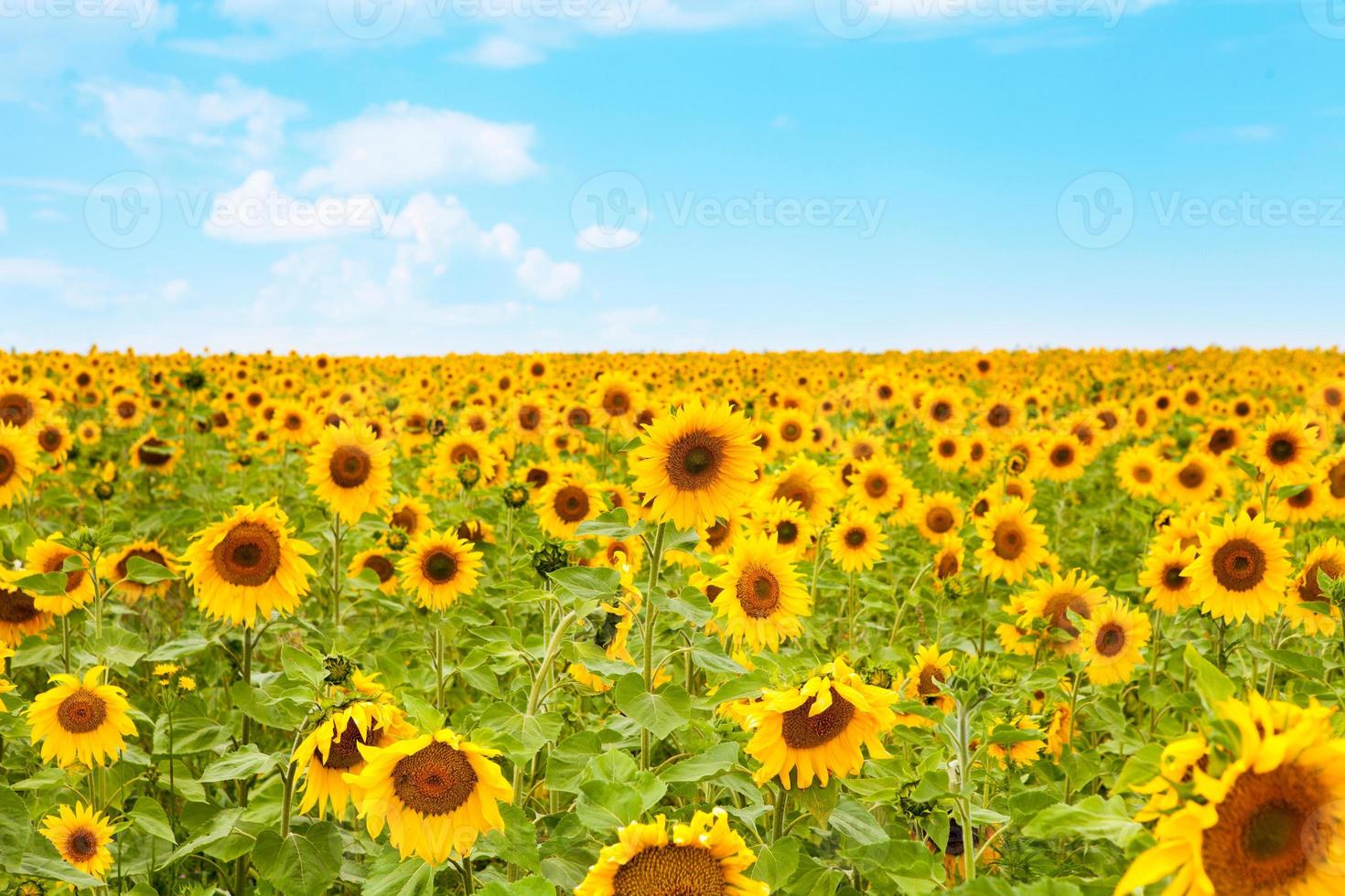 paisaje - girasoles 742458 Foto de stock en Vecteezy