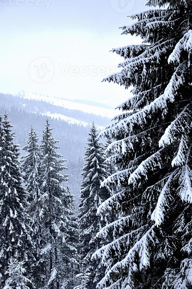 paisaje invernal foto