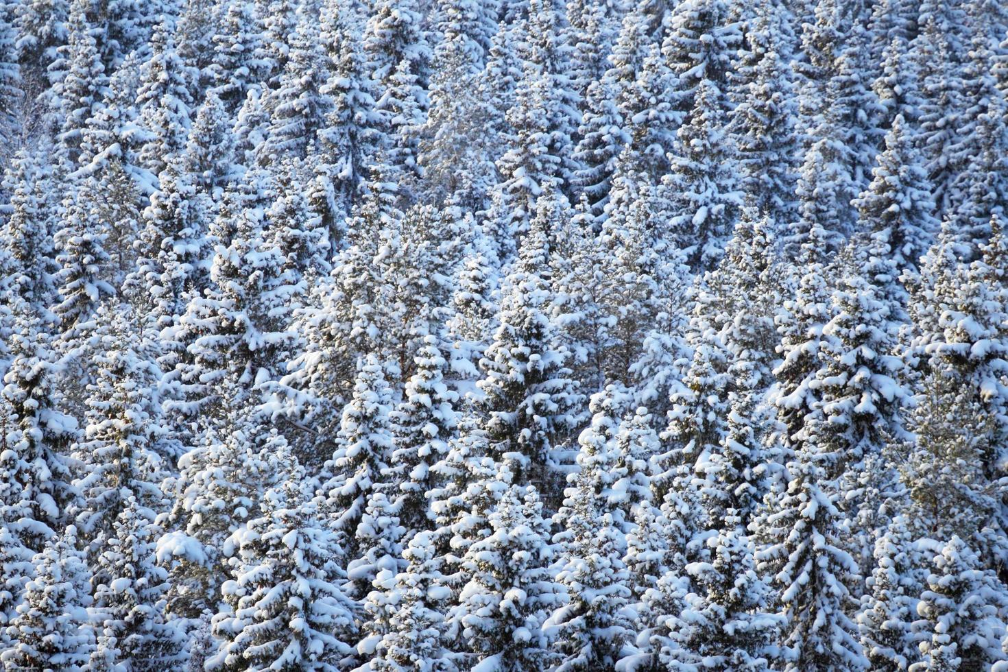 Winter coniferous forest photo