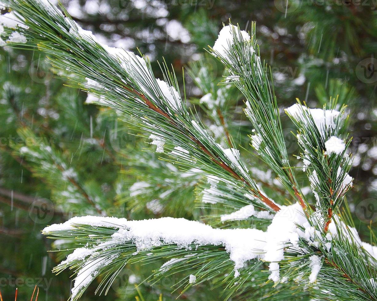 Winter pine branches photo